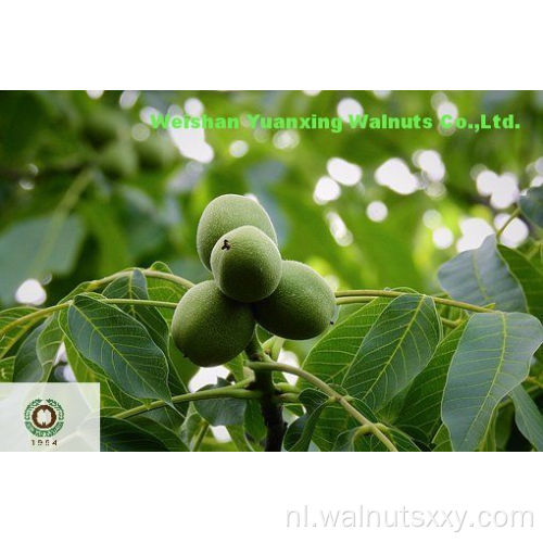 Walnut Kernels Light Quarters met hoge kwaliteit